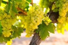 images/categorieimages/Chardonnay grap.jpg